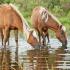 Wild Horse Dilemma